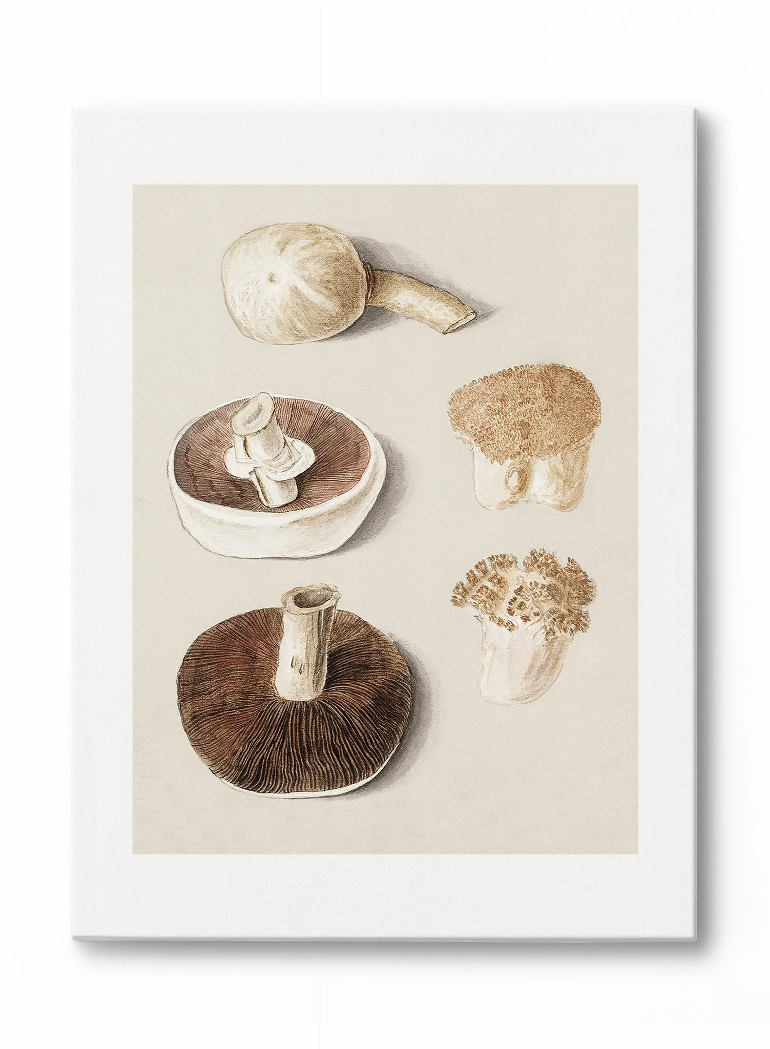 Culinary Fungi, Poster