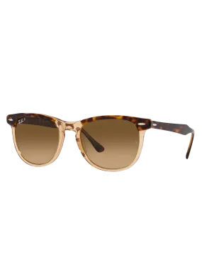 Eagle Eye Polarised Sunglasses in Polished Havana On Transparent Brown & Brown