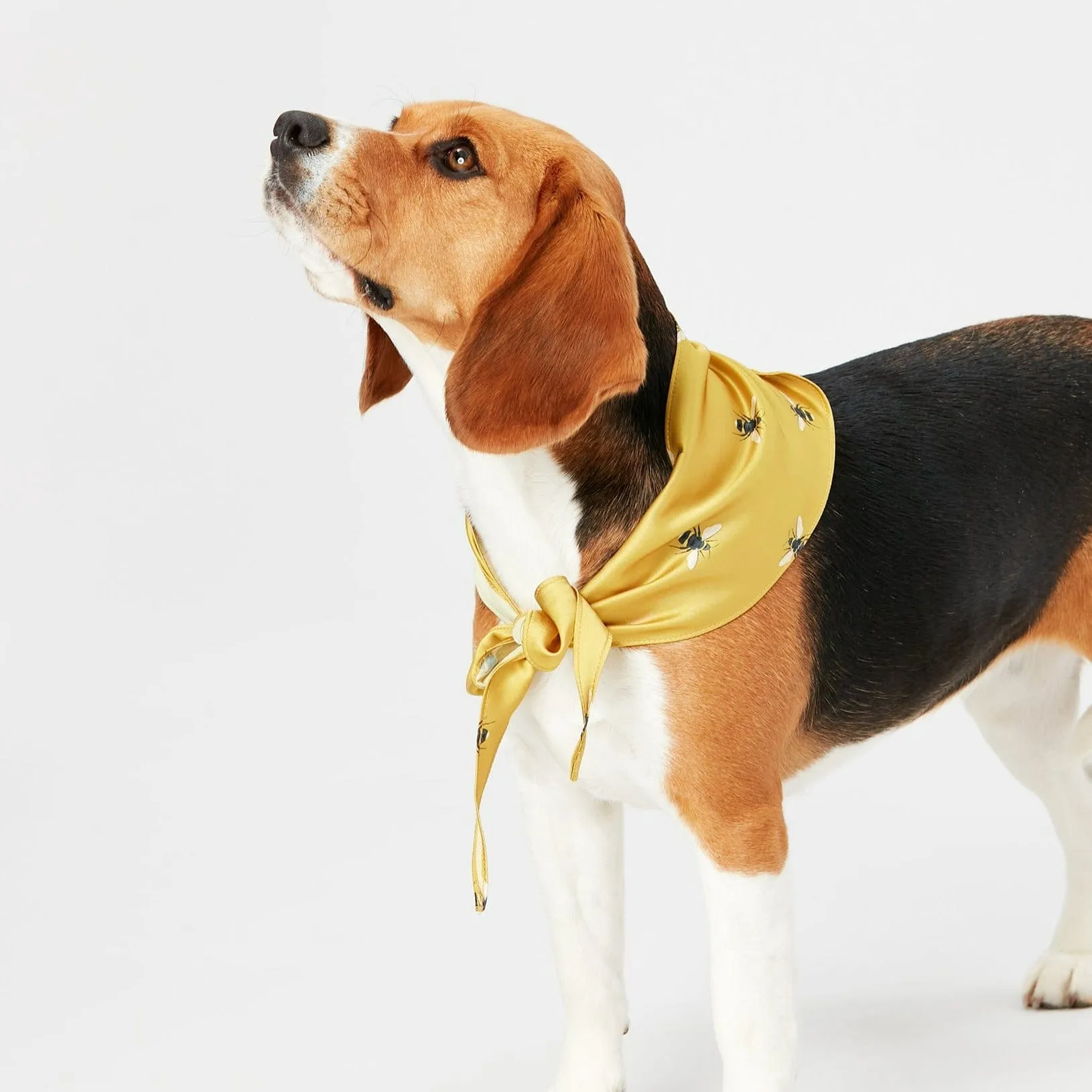 Joules Gold Bee Print Dog Neckerchief